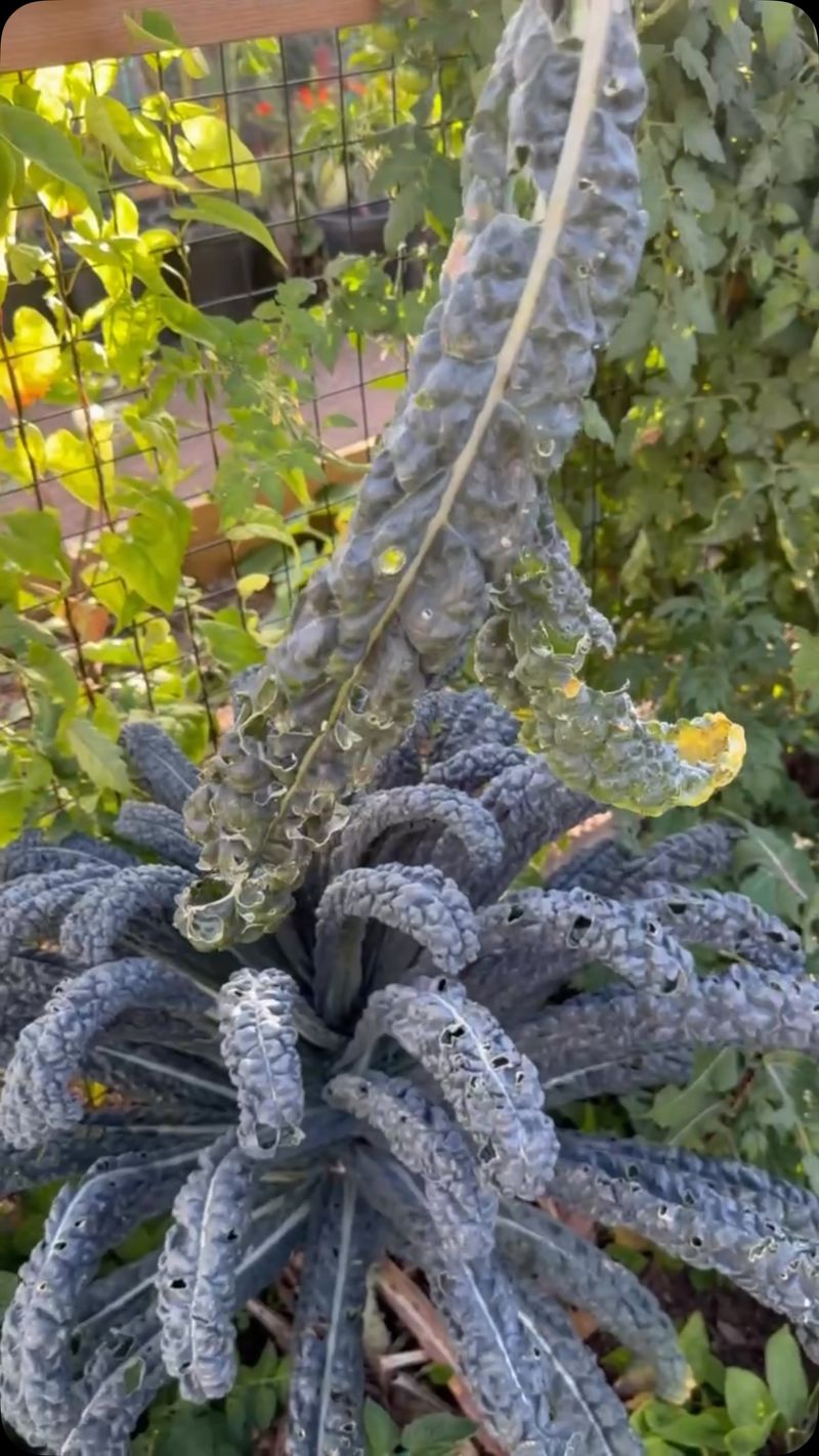 Kale For Frost Sweetened Leaves Kale For Frost Sweetened Leaves