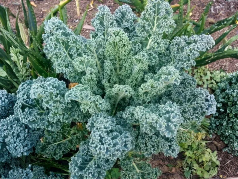 Kale For Nonstop Picking Into Winter Kale For Nonstop Picking Into Winter