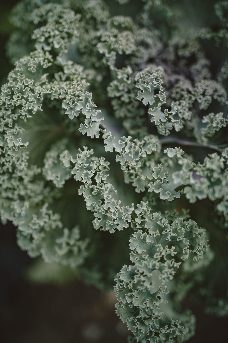 Kale Gets Sweeter After Frost Kale Gets Sweeter After Frost