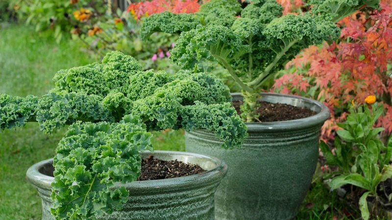 Kale Gets Sweeter As Frost Nears Kale Gets Sweeter As Frost Nears