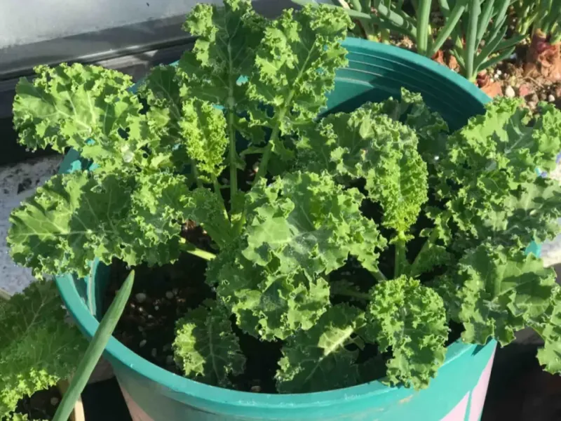 Kale Handles Container Growing Well Through Cool Fall Weather Kale Handles Container Growing Well Through Cool Fall Weather