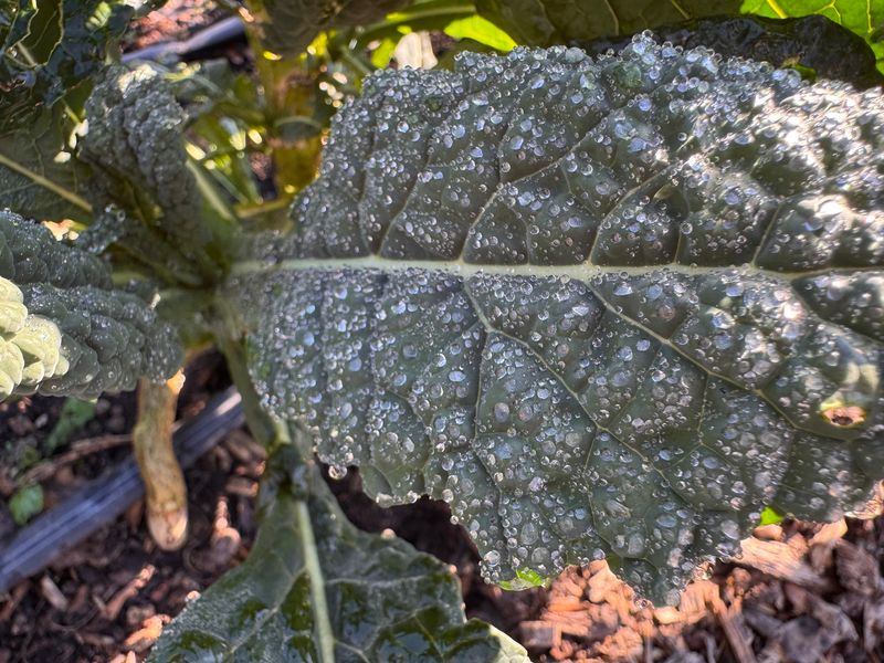 Kale Keeps Growing When Temperatures Start Dropping Kale Keeps Growing When Temperatures Start Dropping