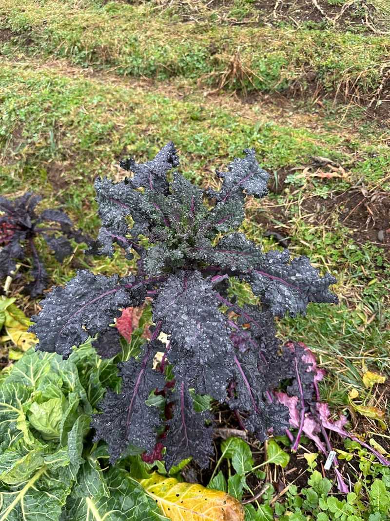 Kale Keeps Producing Through Cold Weather