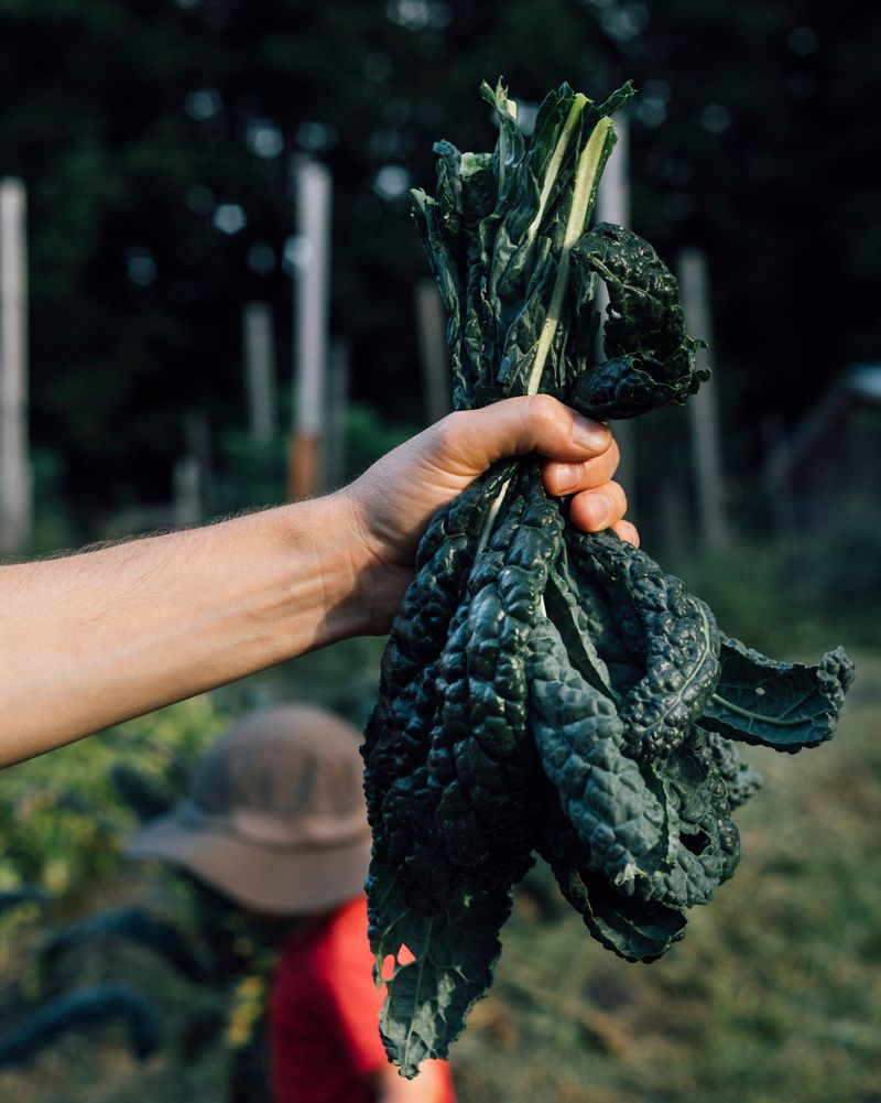 Kale Keeps Producing Through Cold Weather