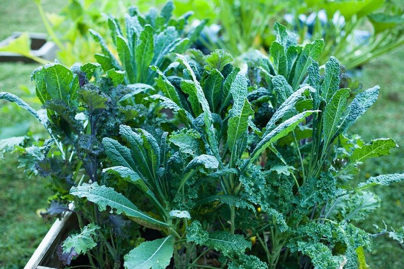 Kale Stands Tall Through Virginia Frosts Kale Stands Tall Through Virginia Frosts