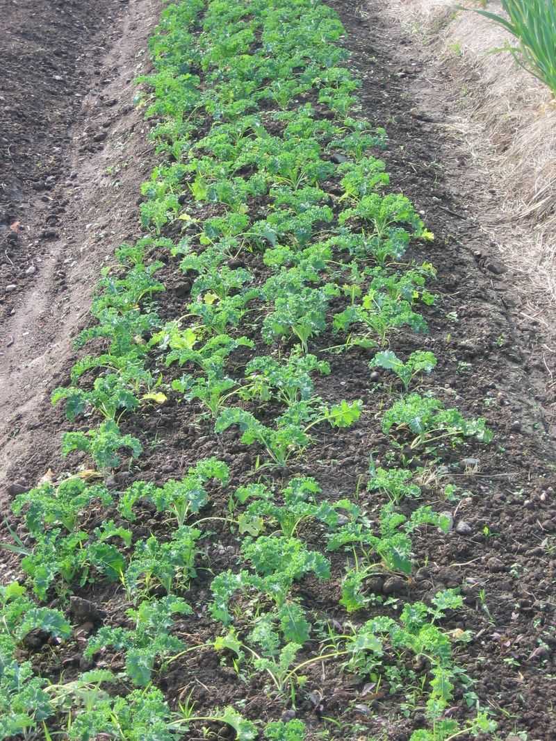 Kale Stands Up To Winter Kale Stands Up To Winter