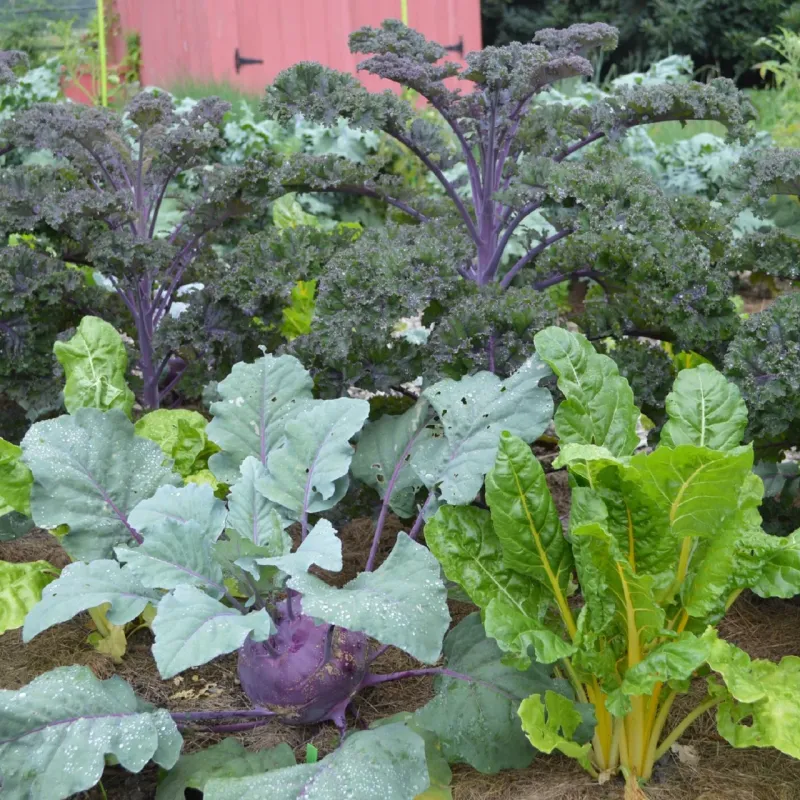 Kale and Cold-Hardy Greens Kale and Cold-Hardy Greens