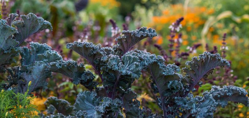Kale and Cool-Season Greens Kale and Cool-Season Greens