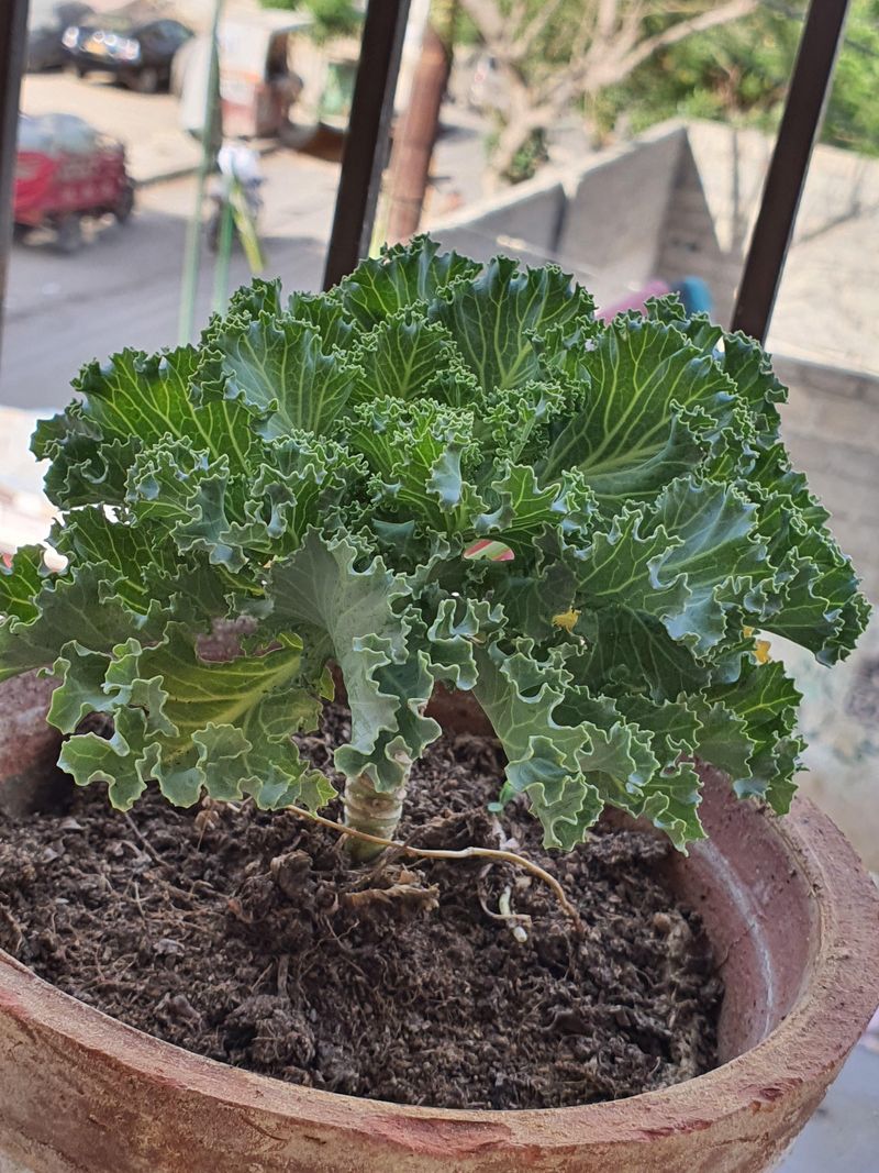 Kale
