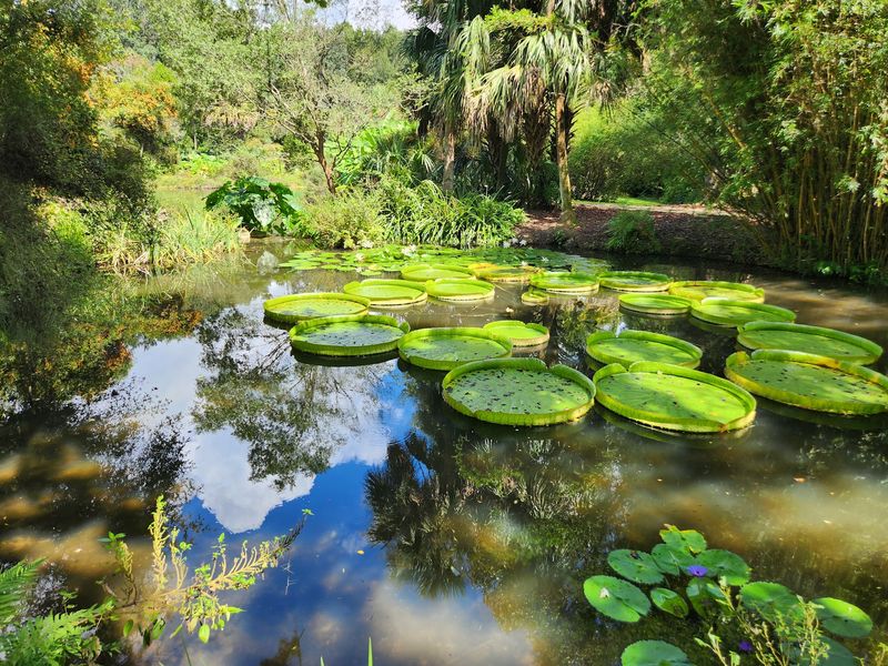 Kanapaha Botanical Gardens Offers Seasonal Foliage And Blooms