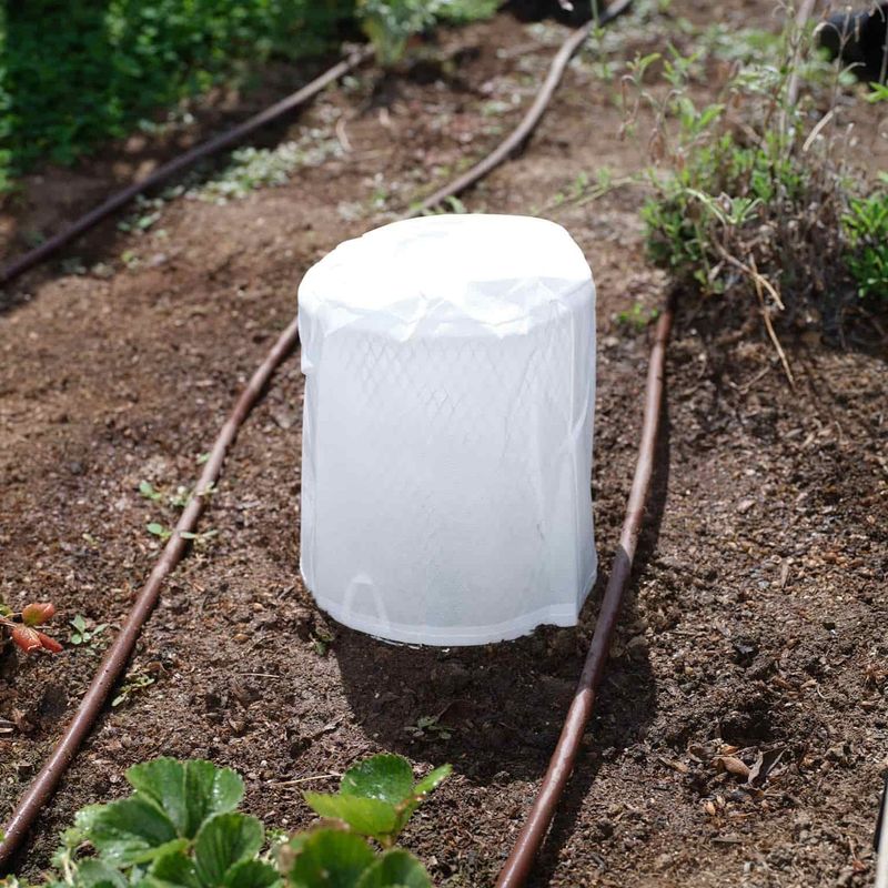 Keep A Frost Cloth Ready For Surprise Freezes Keep A Frost Cloth Ready For Surprise Freezes