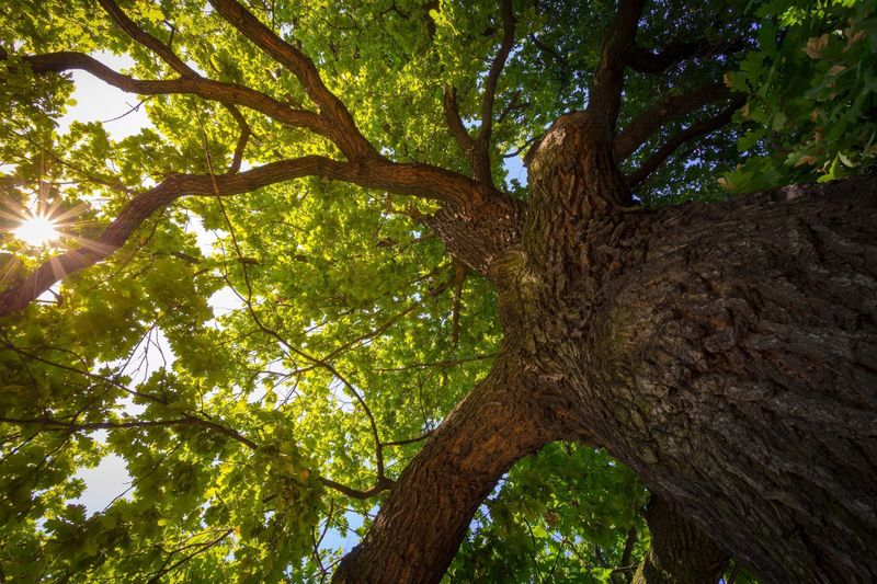 Keep A Healthy Tree Structure Intact