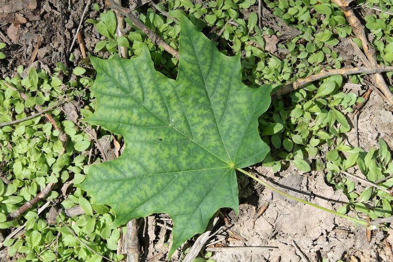 Keep Alkaline Soil Away From Your Maple Keep Alkaline Soil Away From Your Maple