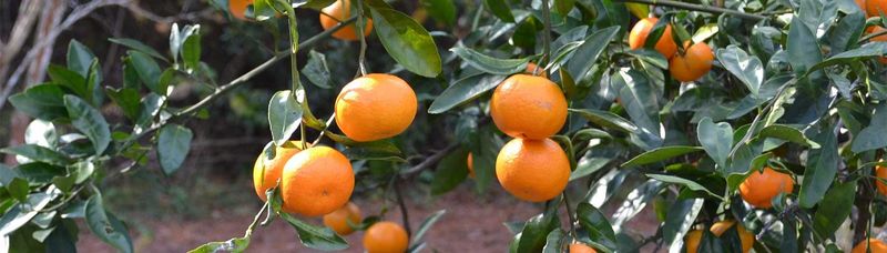 Keep An Eye On Pests While Fruit Is Still Developing