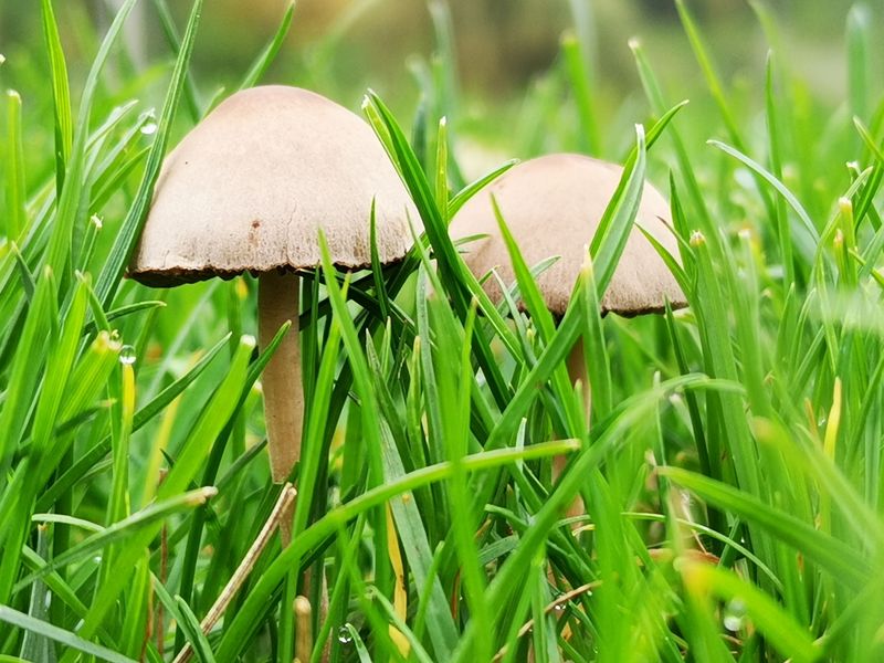 Keep An Eye Out For Fungus In All That Humidity Keep An Eye Out For Fungus In All That Humidity