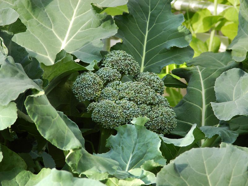 Keep An Eye Out For Imported Cabbageworms