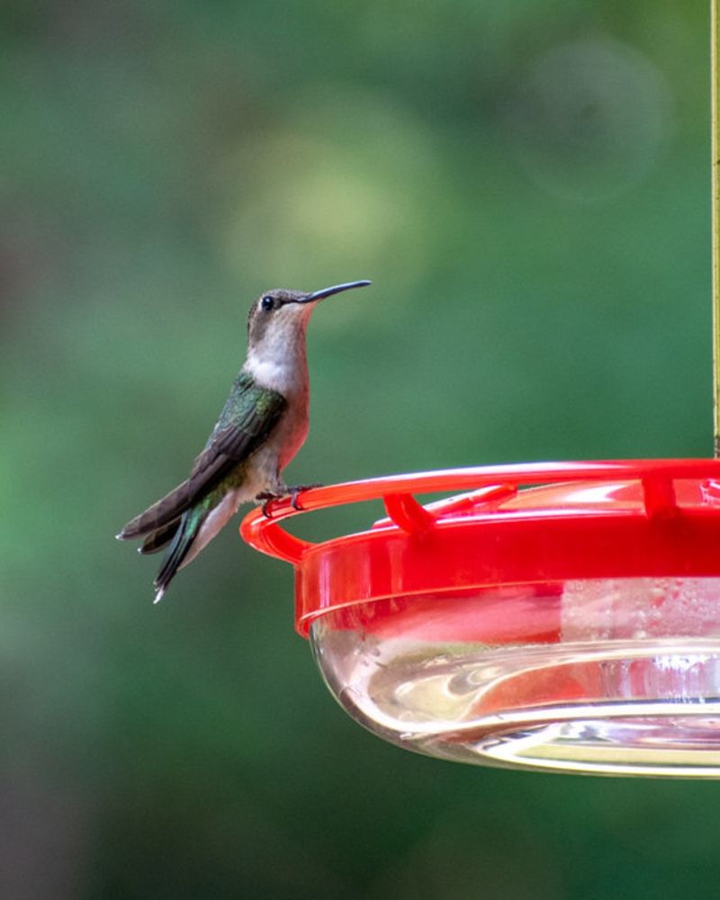 Keep Ants Out Of Hummingbird Feeders Keep Ants Out Of Hummingbird Feeders