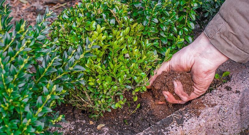 Keep As Much Of The Root Ball Intact As Possible Keep As Much Of The Root Ball Intact As Possible