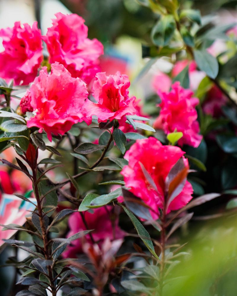 Keep Azalea Roots Moist Before Winter