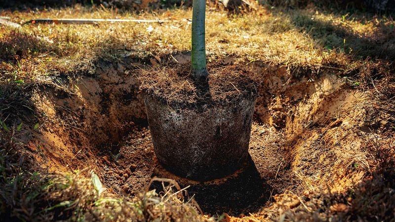 Keep Backfill Off The Top Of The Root Ball Keep Backfill Off The Top Of The Root Ball