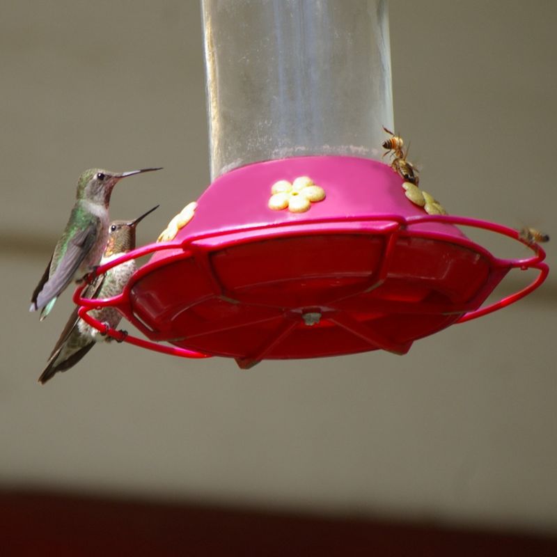 Keep Bees From Taking Over The Feeder