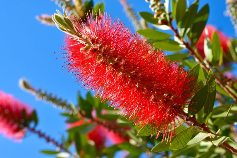 Keep Bottlebrush Pruning Light In September