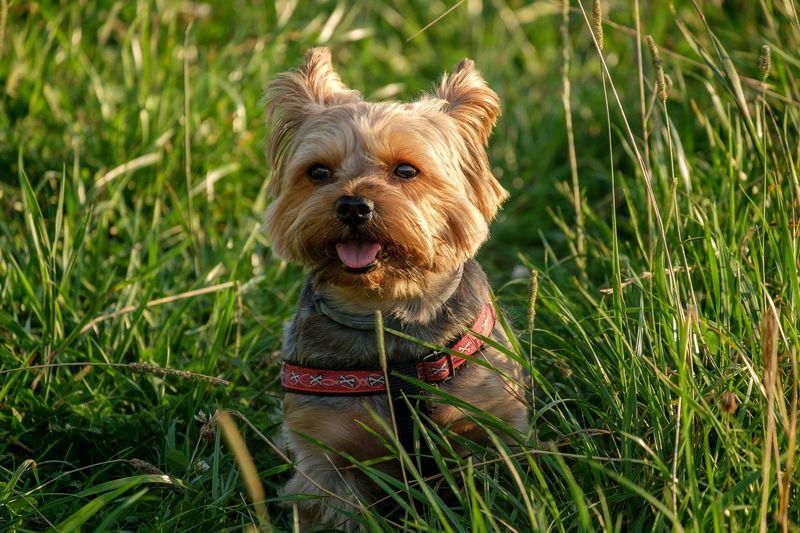Keep Buckeyes Away From Curious Pets Keep Buckeyes Away From Curious Pets