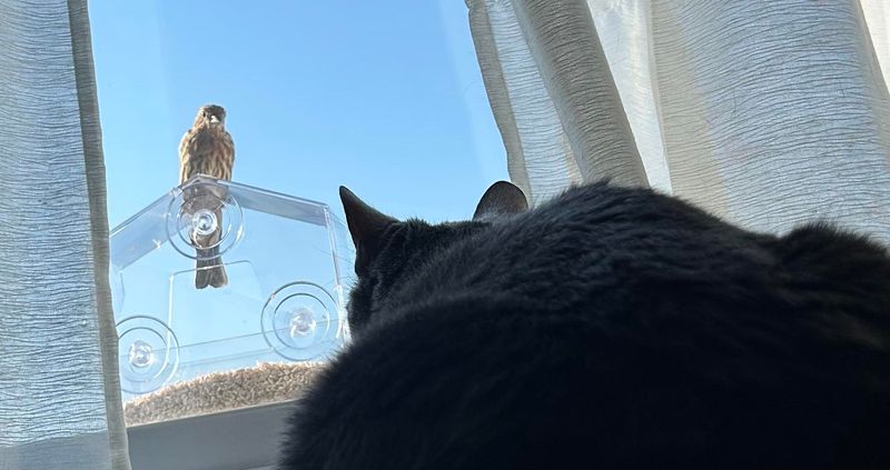 Keep Cats Away From Their Favorite Feeding Spots
