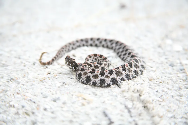 Keep Children And Pets Away From A Suspected Snake