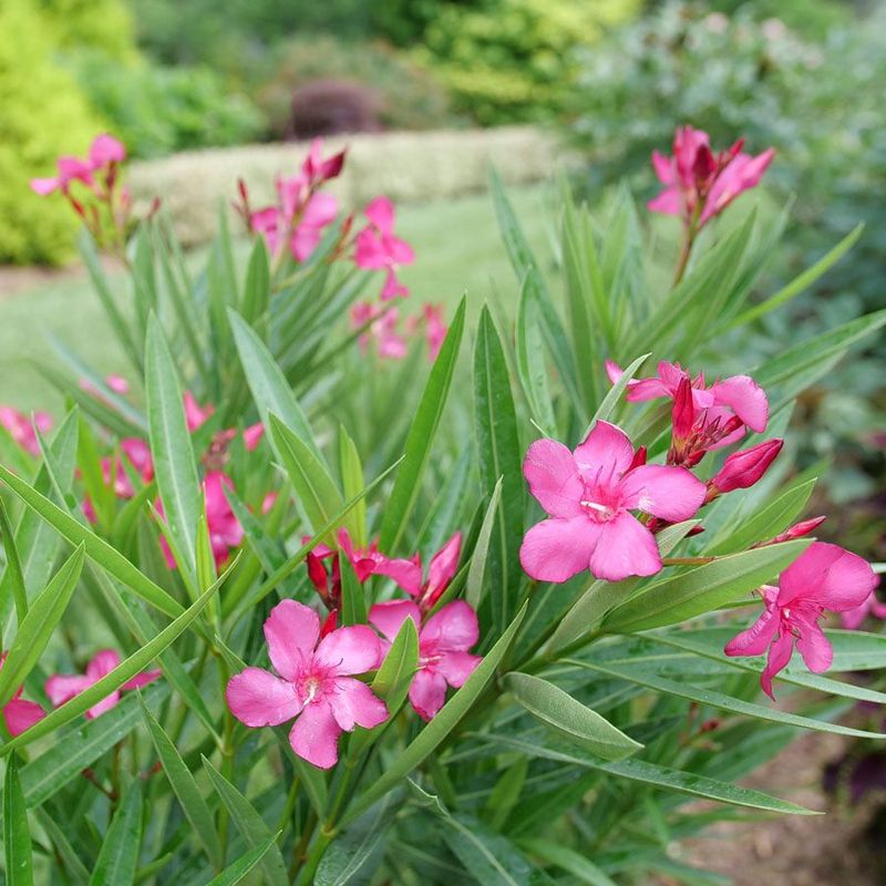 Keep Children And Pets Away From Oleander Keep Children And Pets Away From Oleander