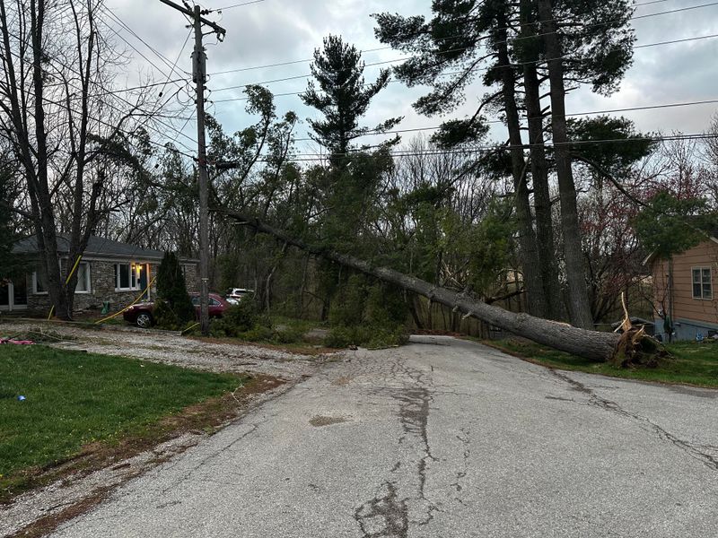 Keep Clear Of Trees Near Power Lines