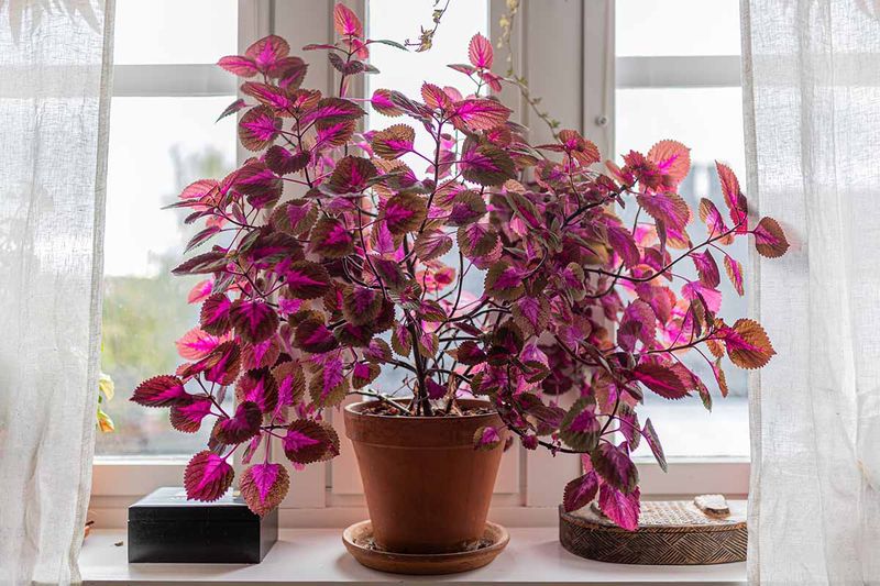 Keep Coleus Away From Cold Windows Keep Coleus Away From Cold Windows