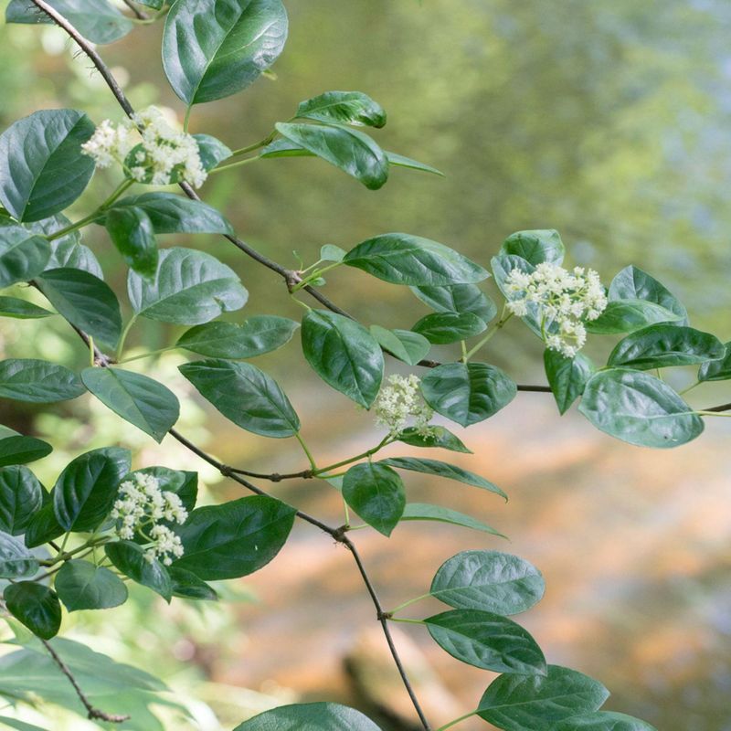 Keep Coral Vine Out Of Compost Piles Keep Coral Vine Out Of Compost Piles