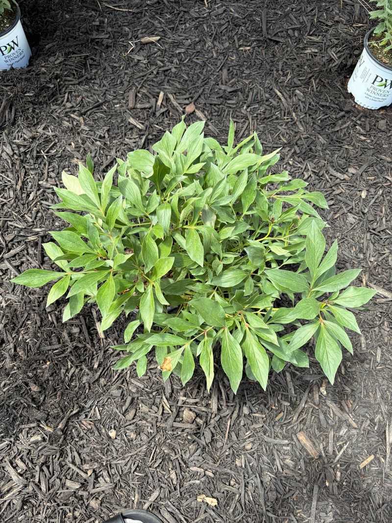 Keep Crowded Peony Clumps From Competing For Resources