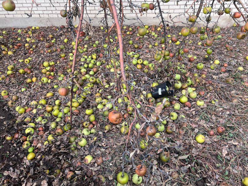 Keep Curious Pets Away From Fallen Fruit