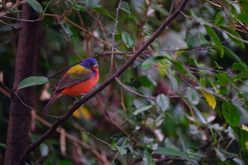 Keep Dense Shrubs Near Open Feeding Areas Keep Dense Shrubs Near Open Feeding Areas