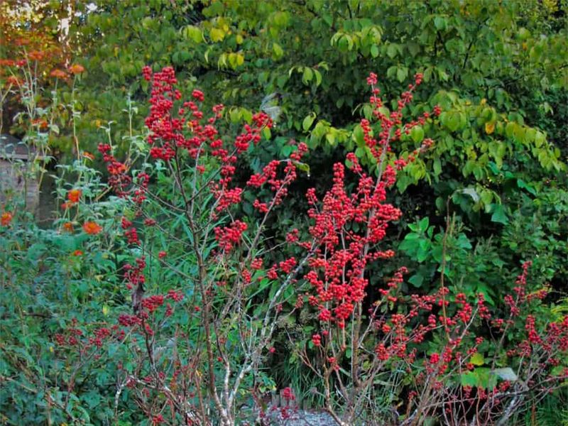 Keep Dense Shrubs Where Cardinals Feel Protected Keep Dense Shrubs Where Cardinals Feel Protected