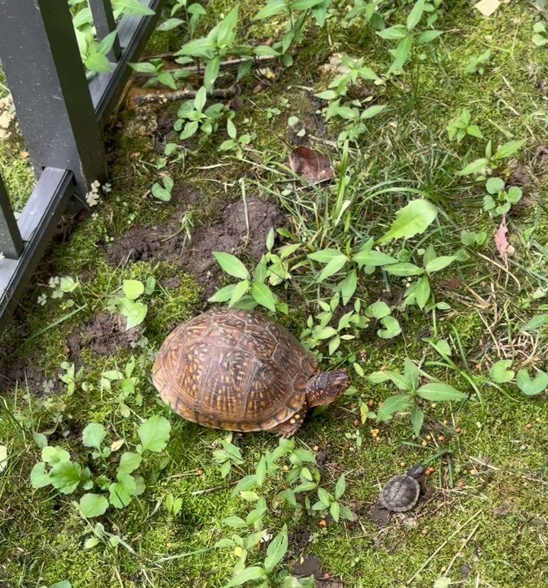 Keep Dogs And Cats From Harassing Turtles Keep Dogs And Cats From Harassing Turtles