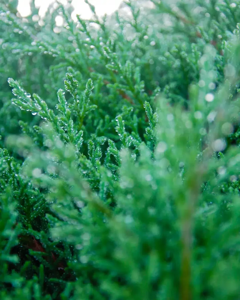 Keep Evergreens Hydrated Into Late Fall Keep Evergreens Hydrated Into Late Fall