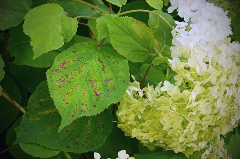 Keep Fallen Leaves Away From Disease-Prone Plants