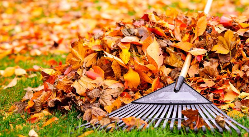 Keep Fallen Leaves From Smothering Turf Keep Fallen Leaves From Smothering Turf