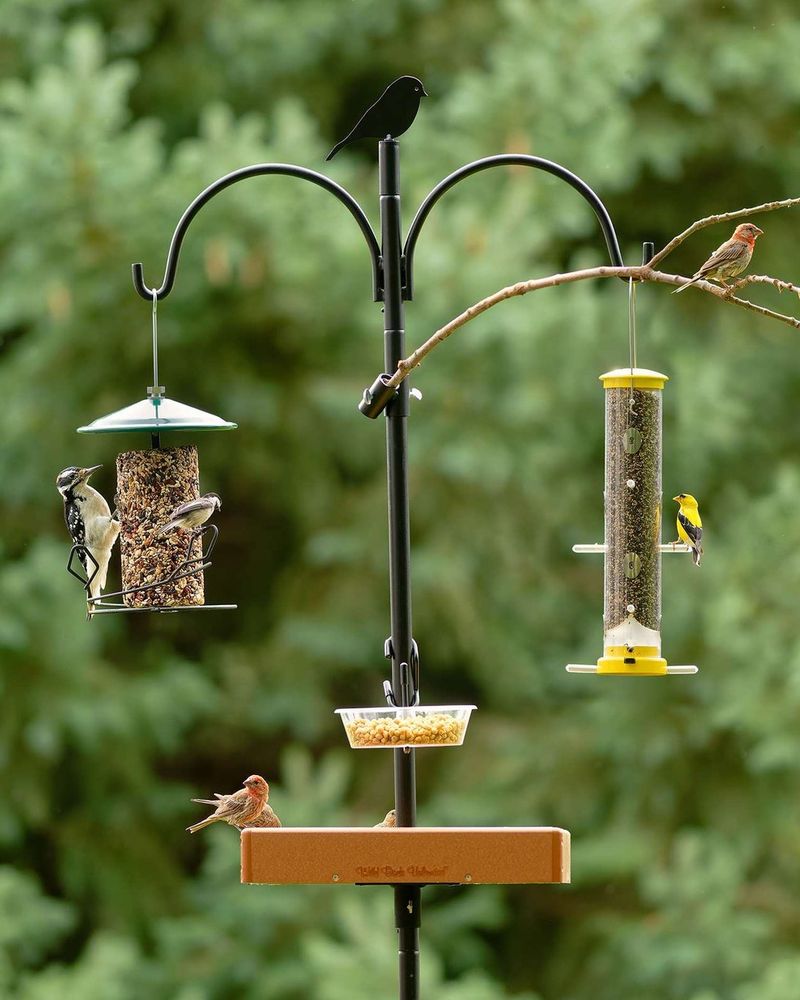Keep Feeders Away From Easy Predator Ambushes Keep Feeders Away From Easy Predator Ambushes