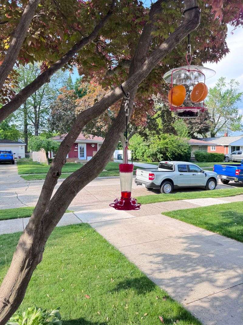 Keep Feeders Away From Heavy Foot Traffic Keep Feeders Away From Heavy Foot Traffic