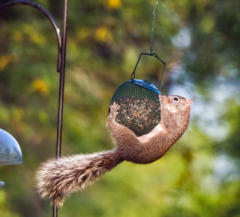Keep Feeders Away From Jumping Spots And Tree Branches Keep Feeders Away From Jumping Spots And Tree Branches