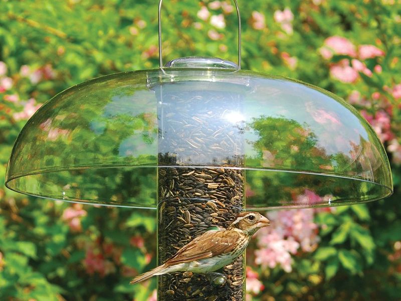 Keep Feeders Clean And Dry Keep Feeders Clean And Dry