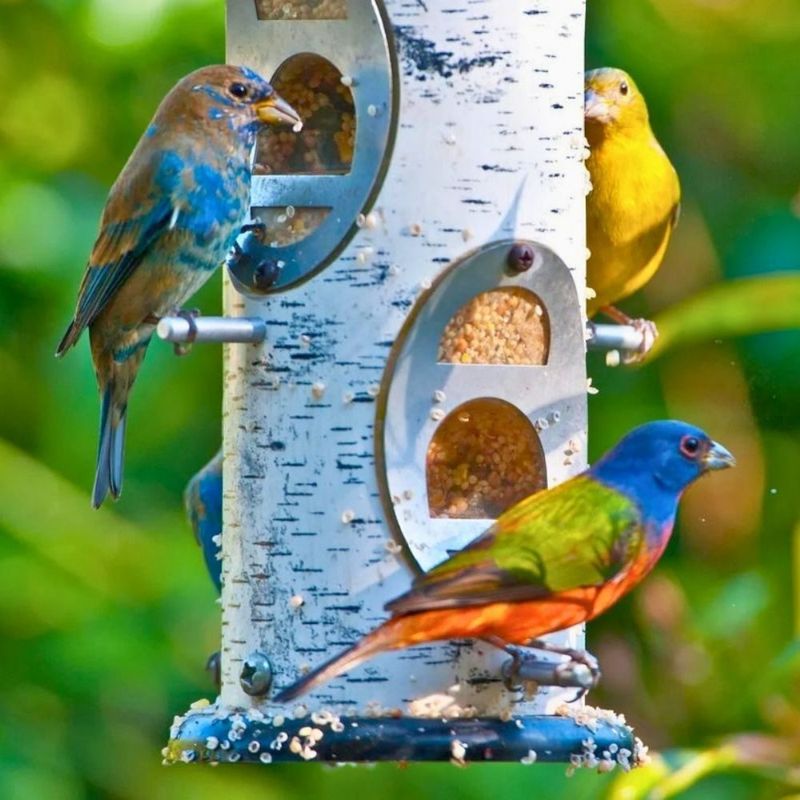Keep Feeders Clean And Safe Keep Feeders Clean And Safe
