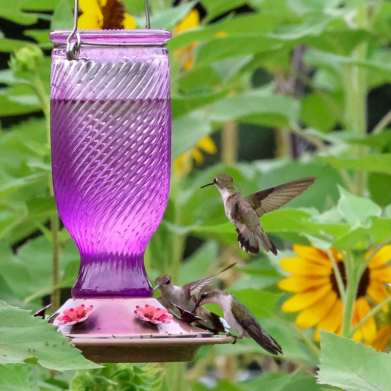 Keep Feeders Fresh And Clean Keep Feeders Fresh And Clean