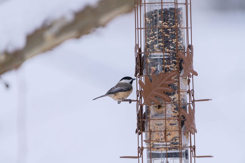 Keep Feeders Full Through The Winter Cold