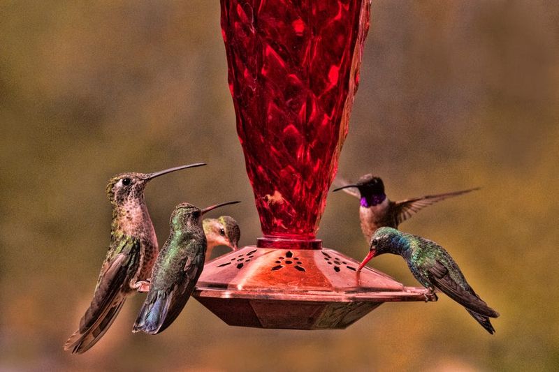 Keep Feeders Up As Ruby-Throated Hummingbirds Move Through