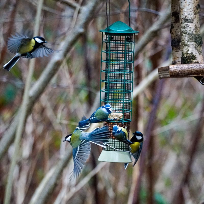 Keep Feeders Up For The Late Stragglers